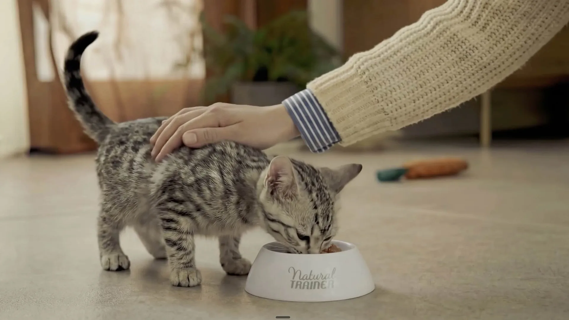 Affinity Natural Trainer, AI-generated frame: a kitten eating from the bowl