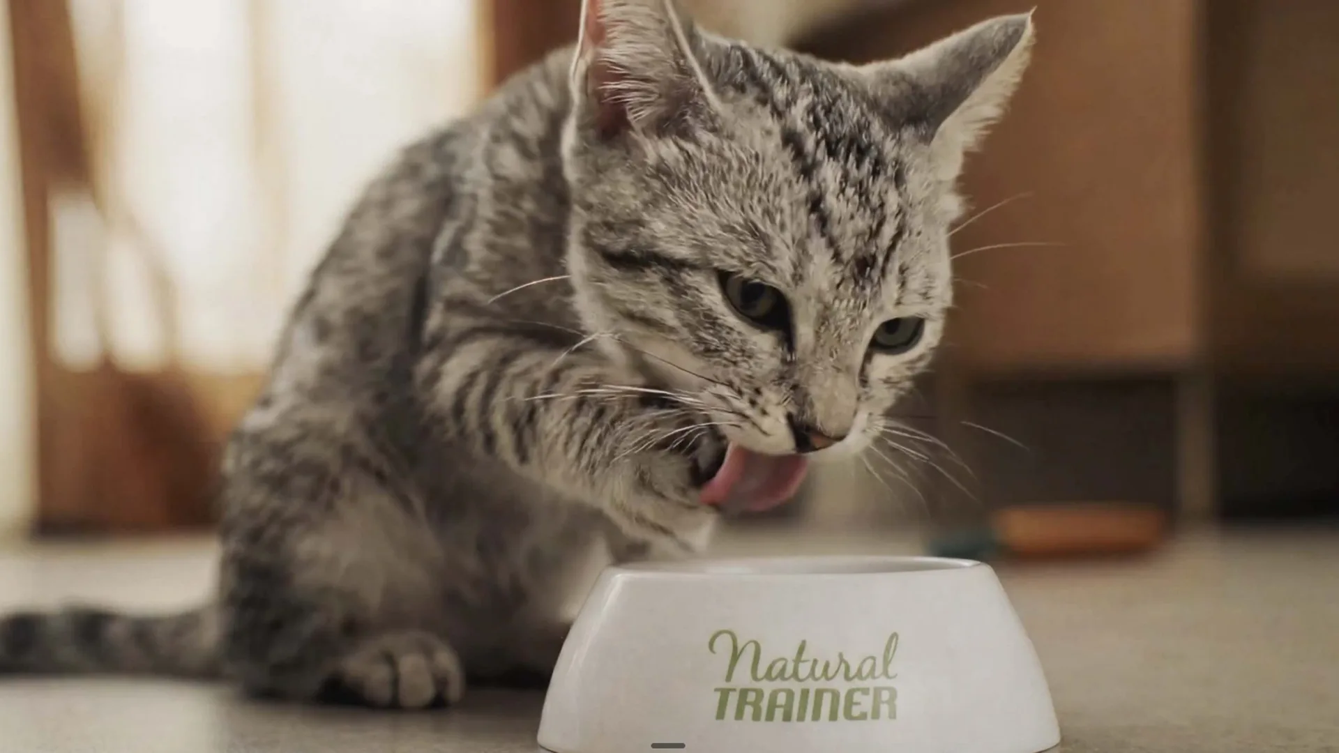 Affinity Natural Trainer, AI-generated frame: a cat eating from the bowl