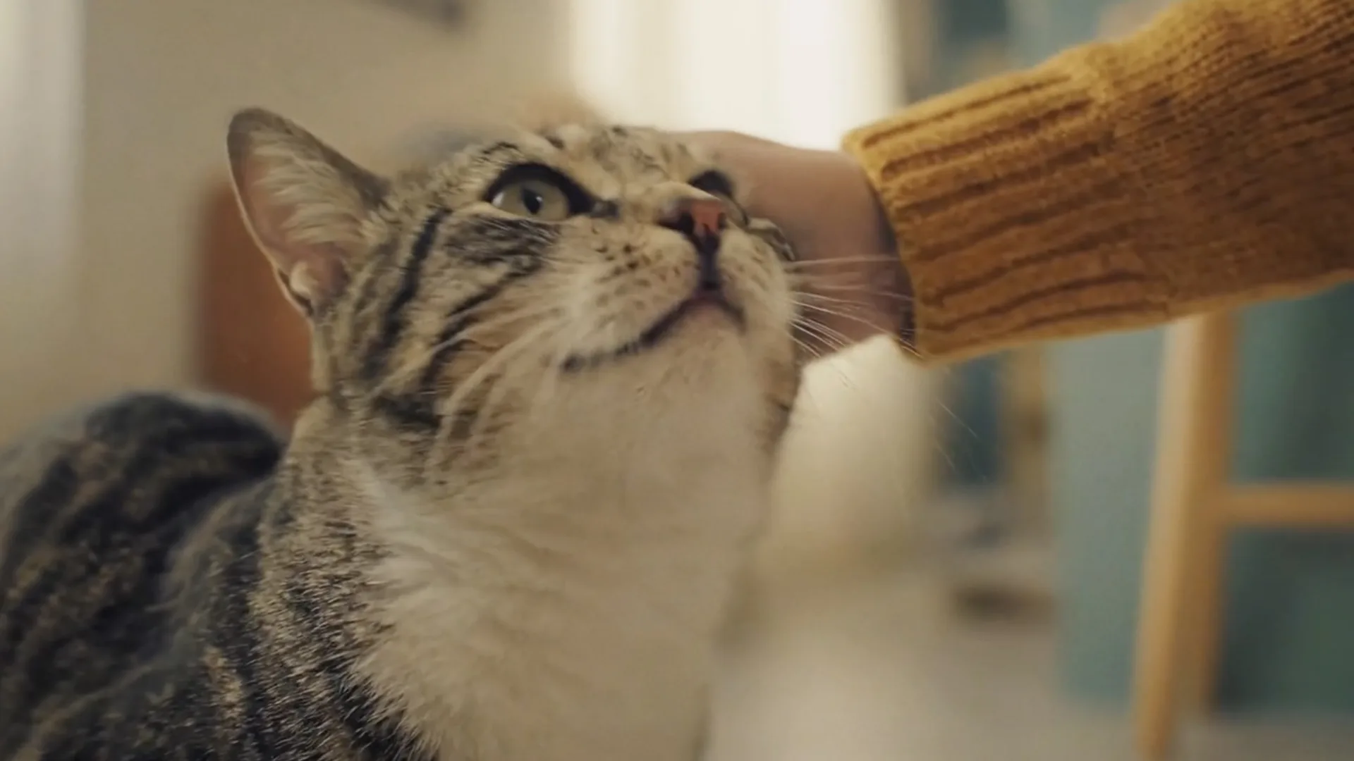 Affinity Natural Trainer, AI-generated frame: a cat being stroked