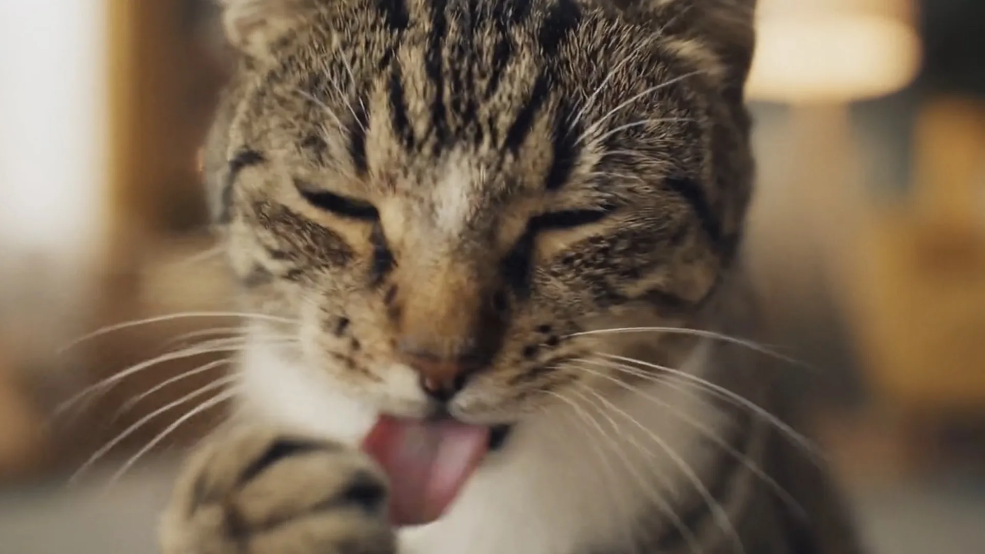 Affinity Natural Trainer, AI-generated frame: a cat licking its lips