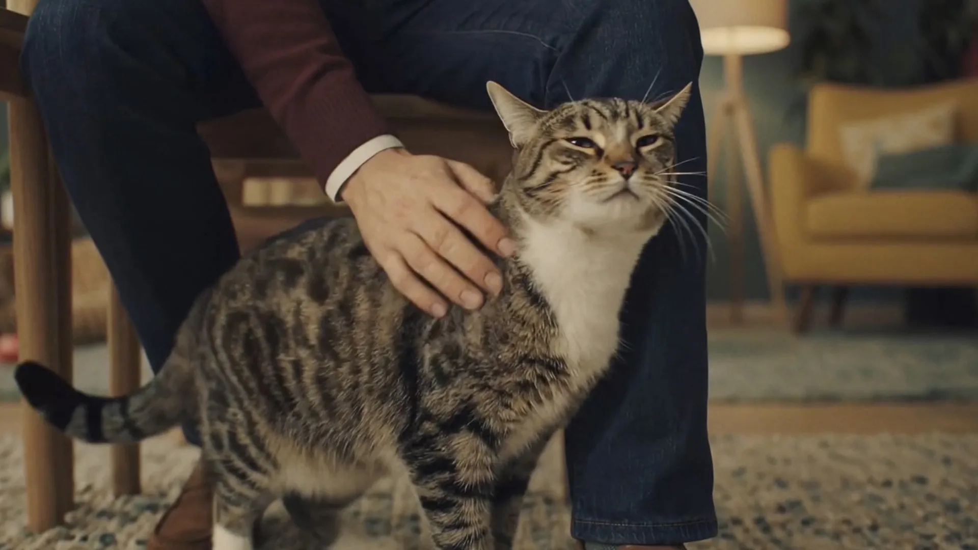 Affinity Natural Trainer, AI-generated frame: a cat next to its owner